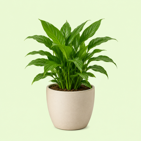 Indoor Plants