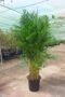 Areca Palm Huge – Large Tropical Indoor Ornamental Plant - Image 3