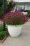 Vada Malli Plant – Beautiful Fragrant Flowering Plant for Home Garden - Image 2