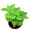 Karpooravalli Plant for Home Gardens and Aromatic Herbal Leaves - Image 4
