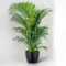 Areca Palm Huge – Large Tropical Indoor Ornamental Plant