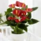 Anthurium Plant for Indoor Decoration and Beautiful Blooms