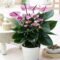 Anthurium Plant for Indoor Decoration and Beautiful Blooms - Image 3