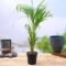 Areca Palm Small – Beautiful Compact Indoor Ornamental Plant - Image 2