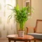 Areca Palm Small – Beautiful Compact Indoor Ornamental Plant - Image 4