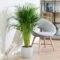 Areca Palm Huge – Large Tropical Indoor Ornamental Plant - Image 4
