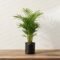 Areca Palm Small – Beautiful Compact Indoor Ornamental Plant