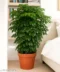 China Doll Plant – Beautiful Green Indoor Ornamental Plant for Home & Office Decor - Image 2