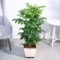 China Doll Plant – Beautiful Green Indoor Ornamental Plant for Home & Office Decor - Image 3