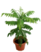 Hybrid Curry Leaf Plant for Home Gardens and Fresh Cooking