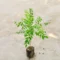 Hybrid Curry Leaf Plant for Home Gardens and Fresh Cooking - Image 3