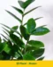 Zamia Green ZZ Plant – Low-Maintenance Indoor Ornamental Plant - Image 3