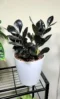 Zamia Black ZZ Plant – Elegant Low-Maintenance Indoor Plant - Image 3