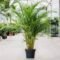 Areca Palm Huge – Large Tropical Indoor Ornamental Plant - Image 2