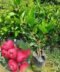 Red Water Apple Plant – Beautiful Fruit Tree for Home Garden - Image 2