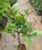 Red Water Apple Plant – Beautiful Fruit Tree for Home Garden - Image 3
