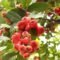 Red Water Apple Plant – Beautiful Fruit Tree for Home Garden - Image 4