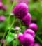 Vada Malli Plant – Beautiful Fragrant Flowering Plant for Home Garden - Image 3