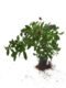 Vada Malli Plant – Beautiful Fragrant Flowering Plant for Home Garden