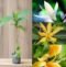 Hybrid Shenbagam Plant – Fragrant Champak Flowering Plant for Home Garden - Image 5