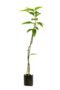 Hybrid Shenbagam Plant – Fragrant Champak Flowering Plant for Home Garden - Image 3