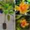 Hybrid Shenbagam Plant – Fragrant Champak Flowering Plant for Home Garden