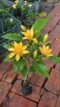 Hybrid Shenbagam Plant – Fragrant Champak Flowering Plant for Home Garden - Image 2