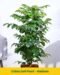 China Doll Plant – Beautiful Green Indoor Ornamental Plant for Home & Office Decor