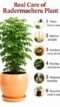 China Doll Plant – Beautiful Green Indoor Ornamental Plant for Home & Office Decor - Image 4