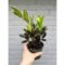 Zamia Black ZZ Plant – Elegant Low-Maintenance Indoor Plant - Image 2
