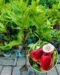 Red Water Apple Plant – Beautiful Fruit Tree for Home Garden