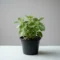 Karpooravalli Plant for Home Gardens and Aromatic Herbal Leaves - Image 2