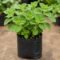 Karpooravalli Plant for Home Gardens and Aromatic Herbal Leaves - Image 3