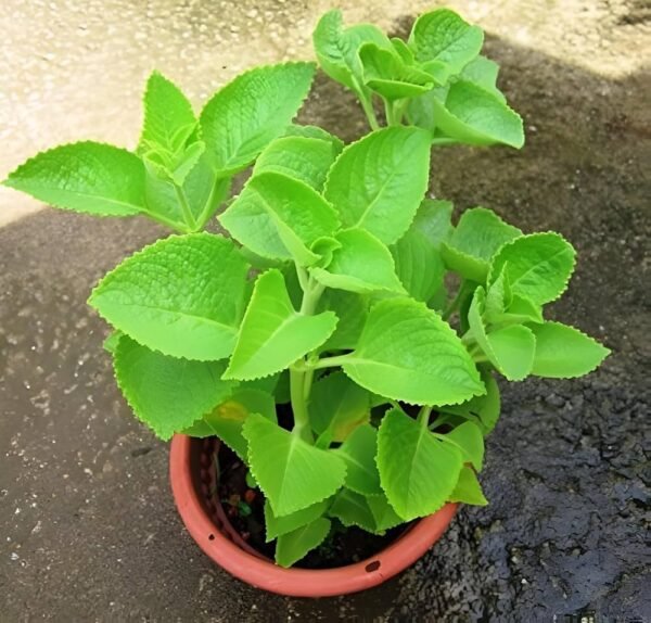 Karpooravalli Plant for Home Gardens and Aromatic Herbal Leaves