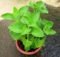 Karpooravalli Plant for Home Gardens and Aromatic Herbal Leaves