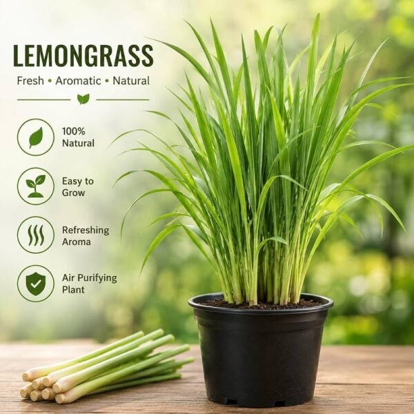 Lemongrass Plant for Home Gardens, Herbal Tea, and Fresh Aroma