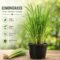 Lemongrass Plant for Home Gardens, Herbal Tea, and Fresh Aroma