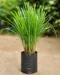 Lemongrass Plant for Home Gardens, Herbal Tea, and Fresh Aroma - Image 4
