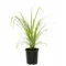 Lemongrass Plant for Home Gardens, Herbal Tea, and Fresh Aroma - Image 2