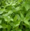 Mint Thulasi Plant for Home Gardens and Aromatic Greenery
