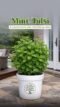 Mint Thulasi Plant for Home Gardens and Aromatic Greenery - Image 4