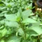 Mint Thulasi Plant for Home Gardens and Aromatic Greenery - Image 3