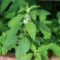 Mint Thulasi Plant for Home Gardens and Aromatic Greenery - Image 5