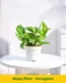 Pothos Green Variegated Plant for Indoor Décor and Home Gardens