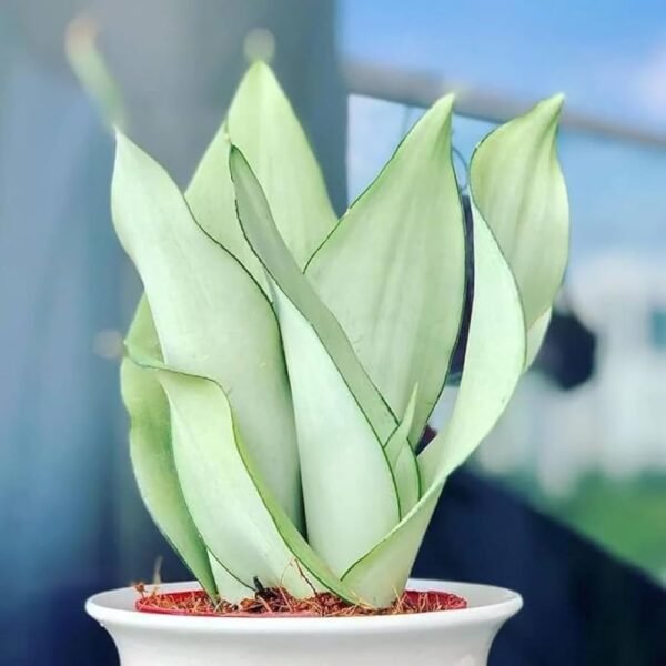 Sansevieria Moonshine White – Elegant Silver-Green Indoor Plant