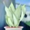 Sansevieria Moonshine White – Elegant Silver-Green Indoor Plant