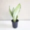 Sansevieria Moonshine White – Elegant Silver-Green Indoor Plant - Image 3
