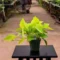 Neon Pothos Plant for Indoor Decoration and Vibrant Greenery - Image 5