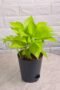 Neon Pothos Plant for Indoor Decoration and Vibrant Greenery - Image 2