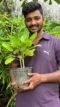 Ranakalli Succulent Plant for Home Garden and Easy Care - Image 3